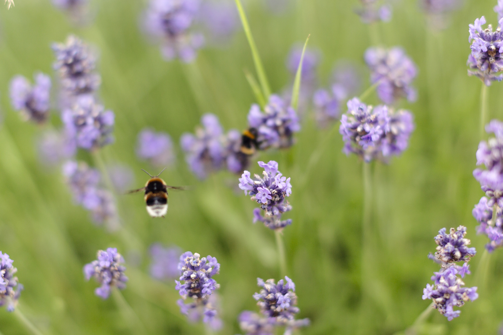 Humlor flyger och pollinerar lila lavendelblommor i en grön trädgård.